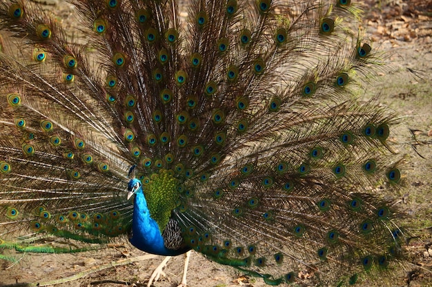 Primer plano de un pavo real con plumas abiertas en un campo bajo la luz del sol