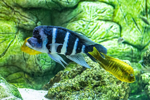 Primer plano de peces de arrecife de coral nadando en el acuario