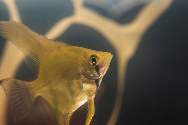 Primer plano de peces betta y contaminación plástica en segundo plano.