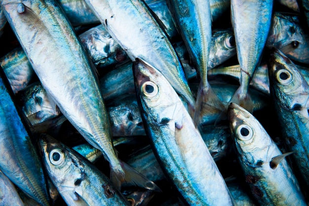 Primer plano de peces capturados frescos