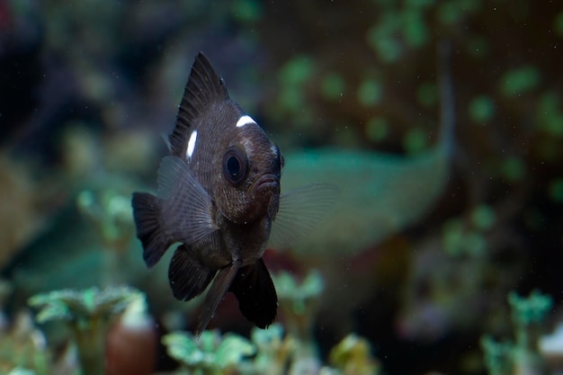 El primer plano de los peces descyllus de tres puntos en los arrecifes de coral tropicales