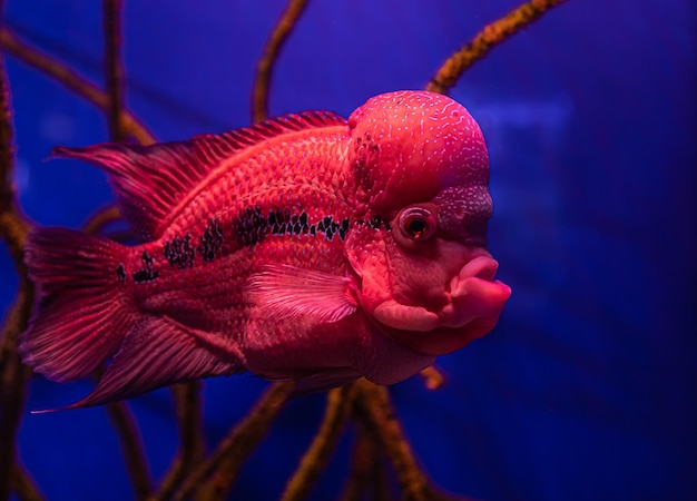 Primer plano de peces exóticos en el acuario