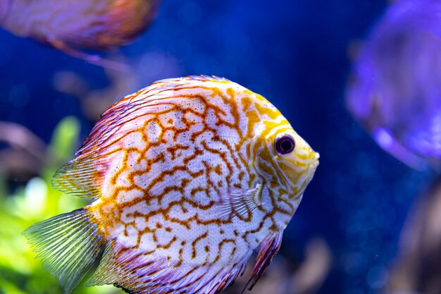 Primer plano de peces exóticos en el acuario