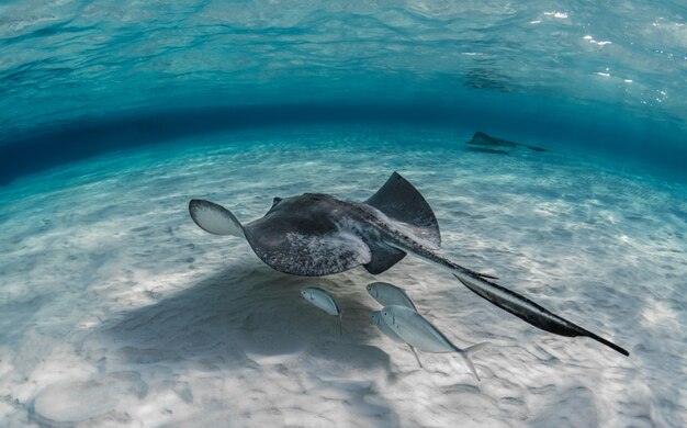 Primer plano de peces mantarraya nadando bajo el agua con algunos peces nadando debajo de él