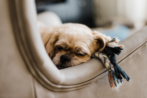 Primer plano de un pekinés tendido en un sofá de cuero en una casa con un fondo borroso