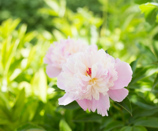 Primer plano de peonía rosa.