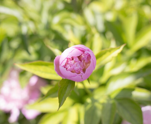 Primer plano de peonía rosa.