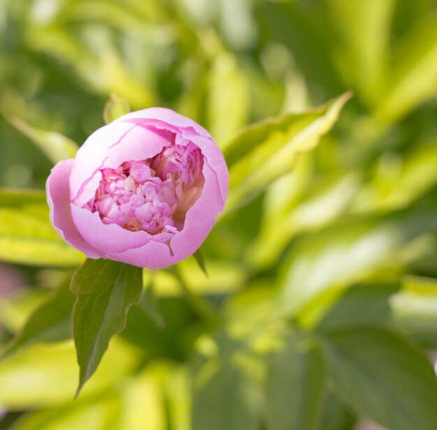 Primer plano de peonía rosa.