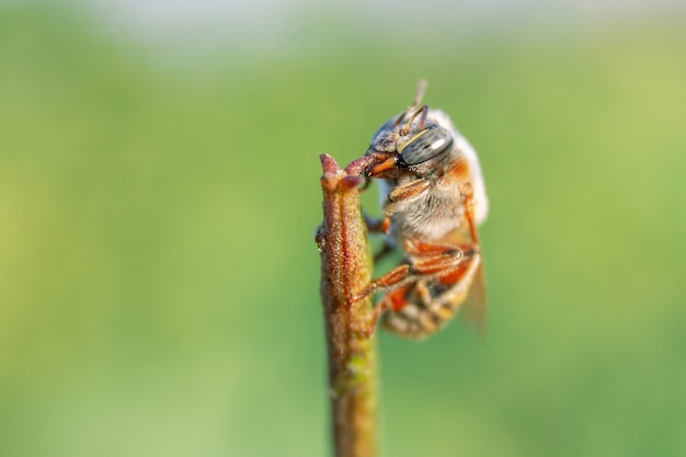 Foto gratuita primer plano de una pequeña abeja posada sobre una caña