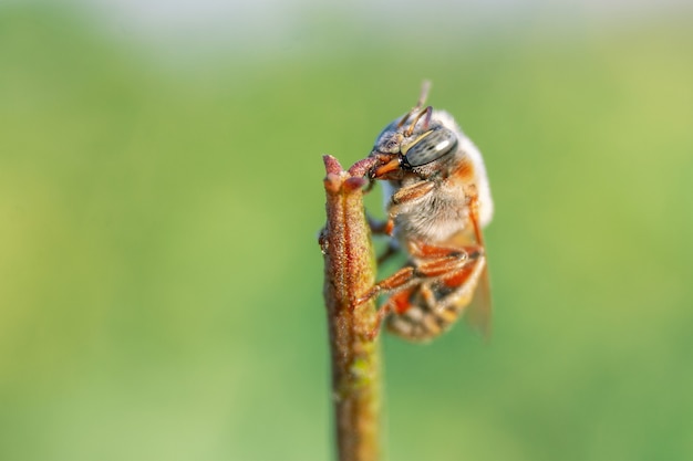 Primer plano de una pequeña abeja posada sobre una caña