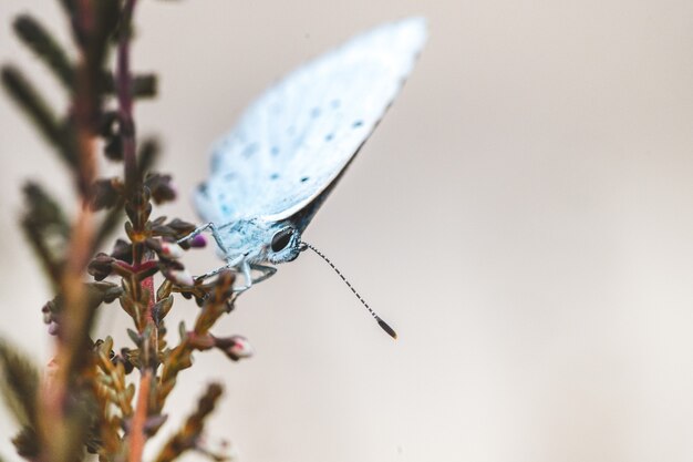 Primer plano de una pequeña mariposa en la flor