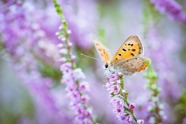 Foto gratuita primer plano de una pequeña mariposa en la flor