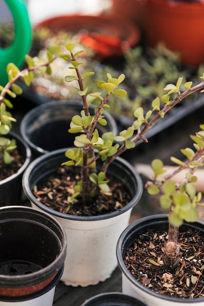 Primer plano de una pequeña planta en la maceta blanca