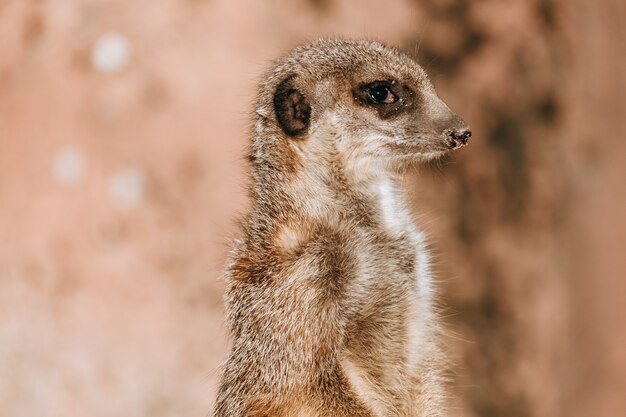 Primer plano de una pequeña suricata