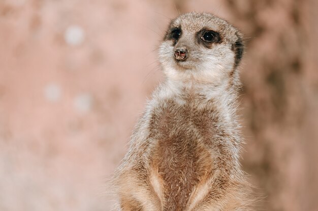 Primer plano de una pequeña suricata