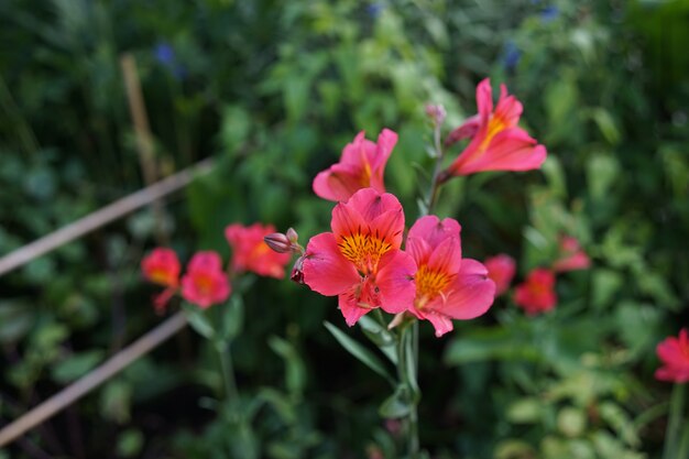 Primer plano de pequeñas flores rosadas en un jardín lleno de plantas en un día brillante