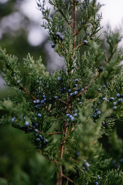 Primer plano de pequeñas frutas azules que crecen en un trozo de una rama