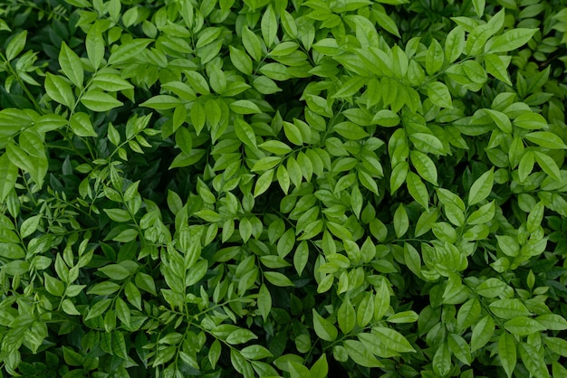 Primer plano de las pequeñas hojas verdes de un arbusto