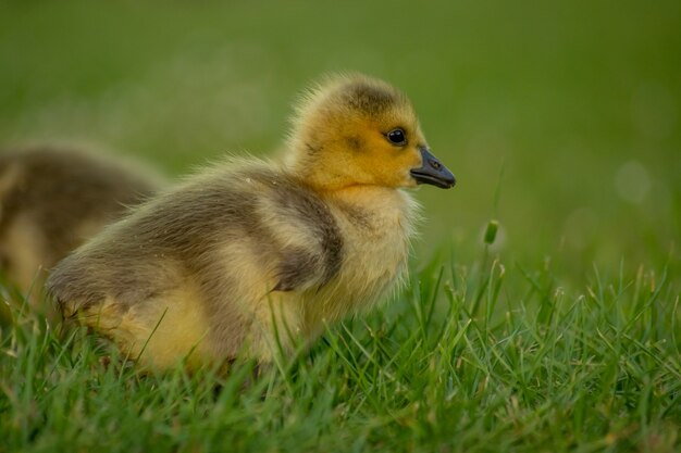 Primer plano de un pequeño y adorable patito amarillo esponjoso en el campo de hierba