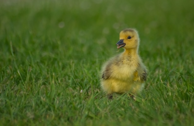 Primer plano de un pequeño y adorable patito amarillo esponjoso en el campo de hierba