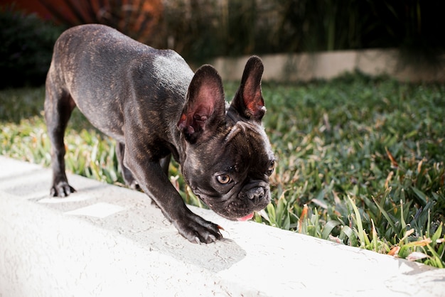 Primer plano pequeño bulldog francés al aire libre