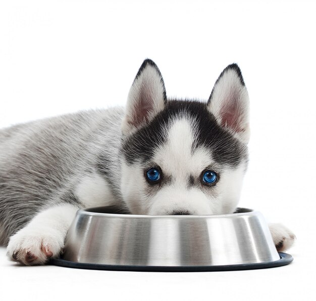 Primer plano de un pequeño cachorro de husky siberiano adorable con ojos azules acostado cerca de su plato de comida aislado en blanco.