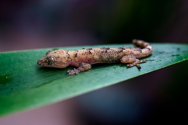 Primer plano de un pequeño gecko marrón acostado sobre una hoja verde