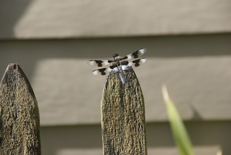 Foto gratuito primer plano de un pequeño insecto libélula con alas manchadas encaramado sobre una valla de madera piquete