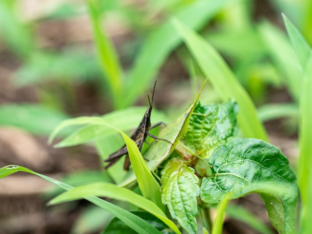 Primer plano de un pequeño insecto negro sentado en una planta de hojas verdes