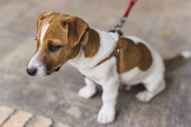 Primer plano de un pequeño Jack Russell Terrier con una correa roja bajo la luz del sol