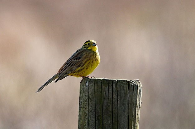 Primer plano de un pequeño pájaro donde se posan sobre madera seca