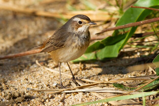 Primer plano del pequeño pájaro pechiazul de pie en el suelo