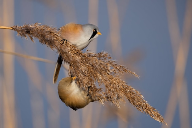 Primer plano de un pequeño pájaro en una rama de alevines con cielo azul borroso