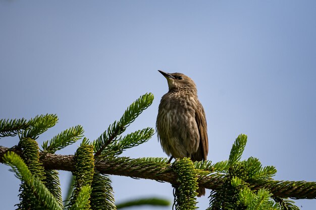 Primer plano de un pequeño pájaro en las ramas de los árboles de pino