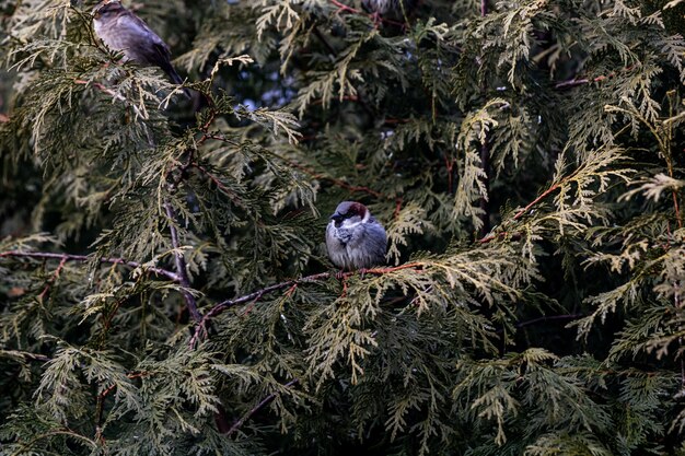 Primer plano de un pequeño pájaro sentado en una rama