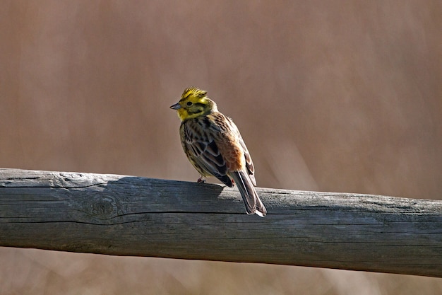 Primer plano de un pequeño pájaro sentado sobre un trozo de madera seca