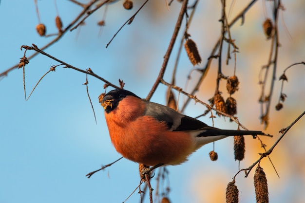 Primer plano de un pequeño pájaro sentado en un trozo de una rama bajo un cielo azul