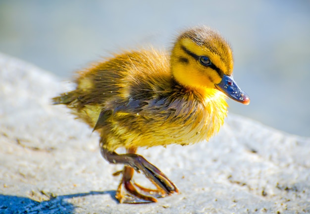 Primer plano de un pequeño pato amarillo en el suelo bajo la luz del sol