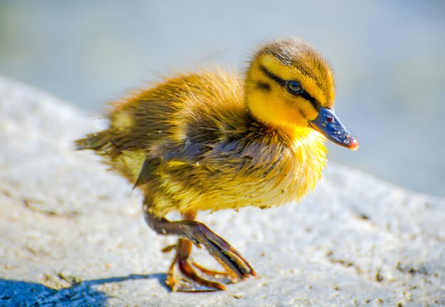 Primer plano de un pequeño pato amarillo en el suelo bajo la luz del sol