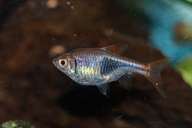 Primer plano de un pequeño pez plateado y gris en el acuario