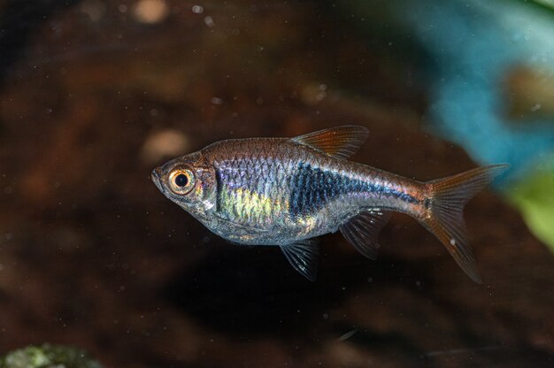 Primer plano de un pequeño pez plateado y gris en el acuario