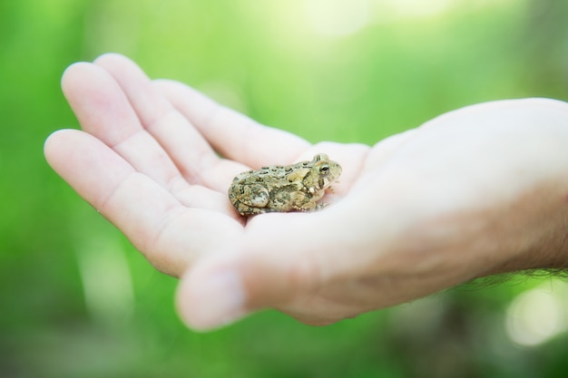 Primer plano de un pequeño sapo de California en la mano de una persona bajo la luz del sol durante el día