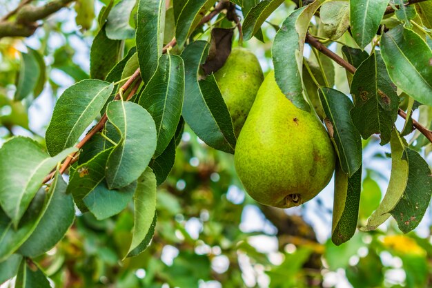 Primer plano de peras en las ramas de los árboles rodeadas de vegetación