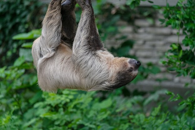 Primer plano de un perezoso de dos dedos colgando de una cuerda rodeado de vegetación en un zoológico