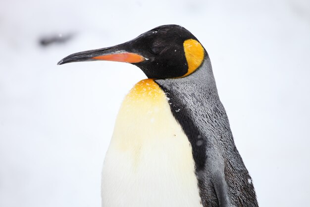 Primer plano del perfil lateral de un pingüino rey bajo la luz del sol durante las nevadas en Hokkaido