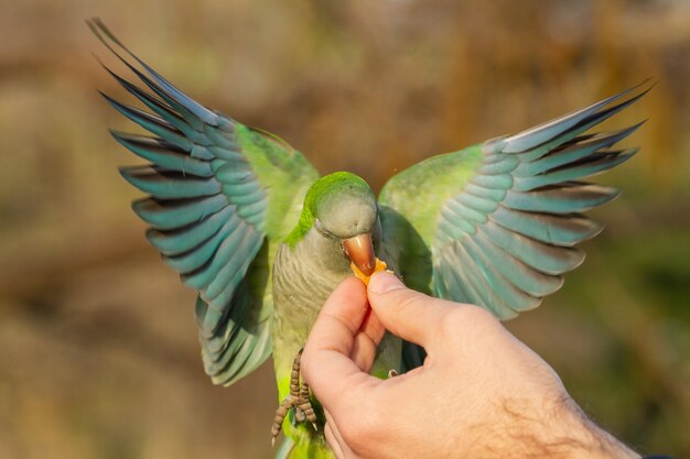 Primer plano de un periquito monje volador obteniendo comida de la mano de un hombre