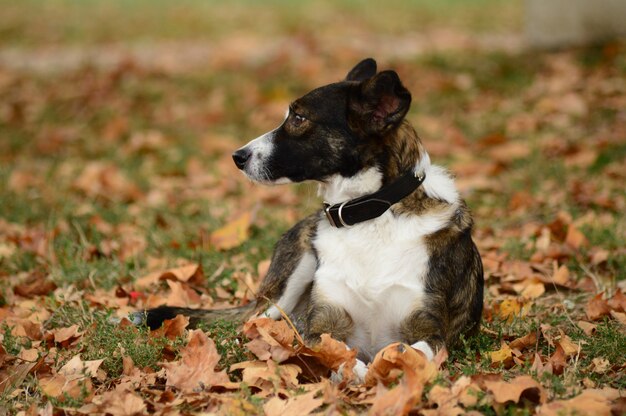 Primer plano de un perro blanco y negro sentado entre hojas secas