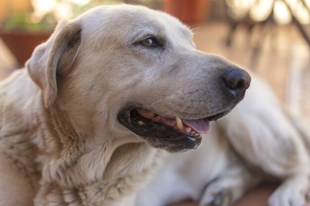 Primer plano de un perro con la boca abierta