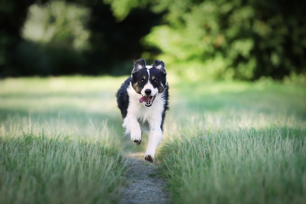 Foto gratuita primer plano de un perro border collie corriendo en el campo