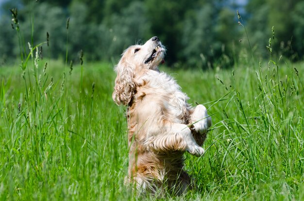 Primer plano de un perro cocker spaniel de pie sobre las dos patas en el campo verde